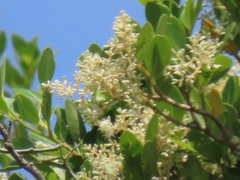 Apodytes dimidiata dimidiata