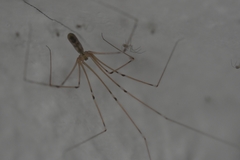 Pholcus