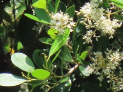 Apodytes dimidiata dimidiata