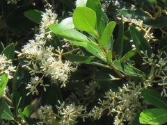 Apodytes dimidiata dimidiata