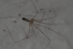 Pholcus