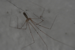 Pholcus