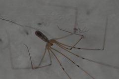 Pholcus