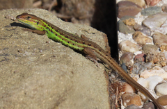 Psammodromus occidentalis