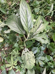 Paraphlomis javanica