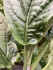 Paraphlomis javanica