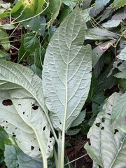 Paraphlomis javanica