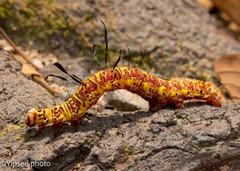 Tinolius eburneigutta