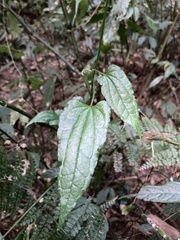 Smilax riparia