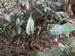 Smilax riparia