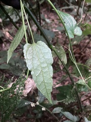 Smilax riparia