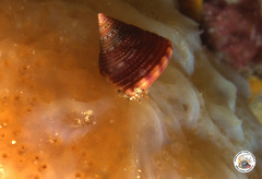 Calliostoma conulus