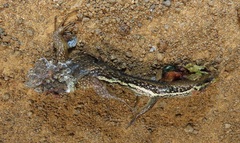 Trachylepis depressa