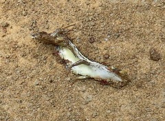 Trachylepis depressa