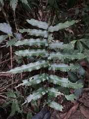 Dryopteris scottii