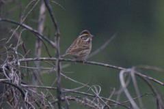Emberiza chrysophrys