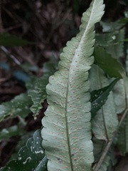 Dryopteris scottii
