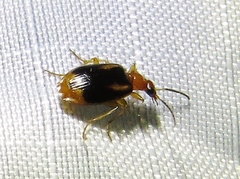 Lebia solea