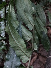 Dryopteris scottii