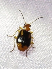 Lebia solea