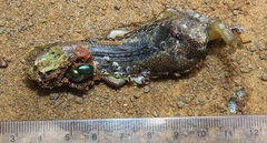 Trachylepis depressa