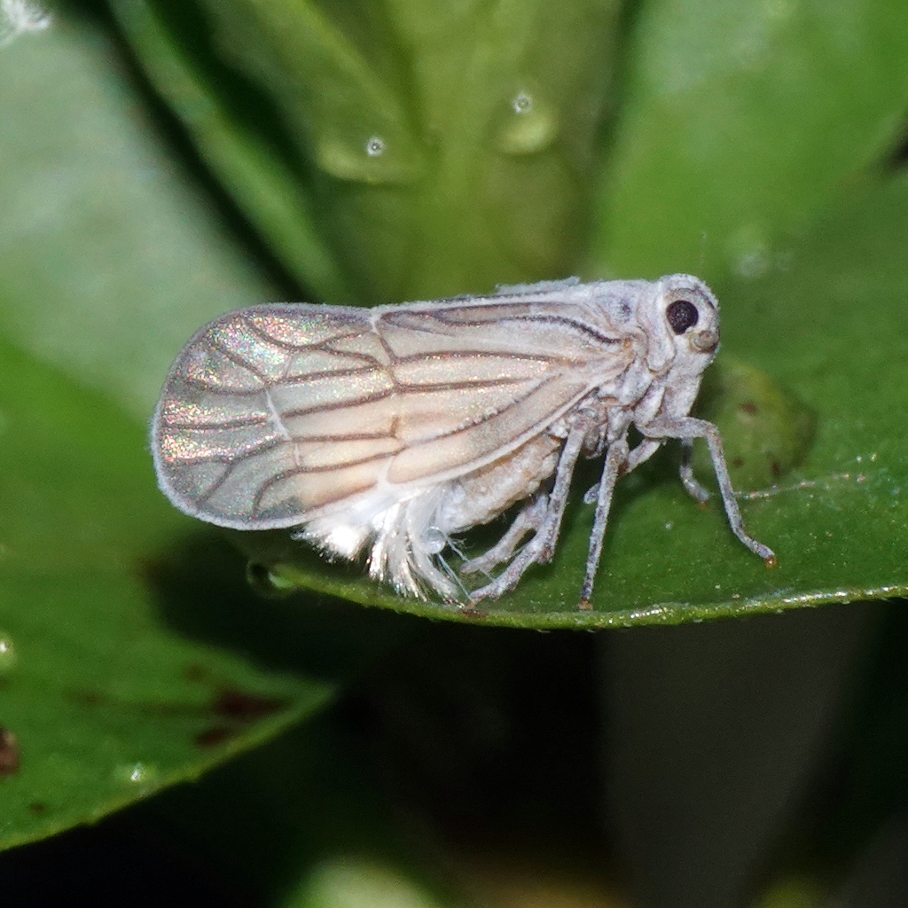 Kermesiinae