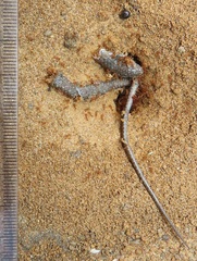 Trachylepis depressa