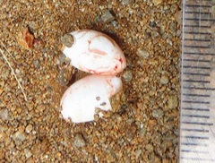 Trachylepis depressa