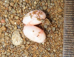 Trachylepis depressa