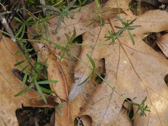 Galium uniflorum