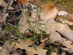 Galium uniflorum
