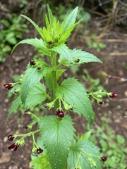 Scrophularia peregrina