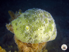 Doris pseudoargus