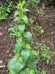 Scrophularia peregrina