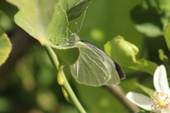 Pieris brassicae