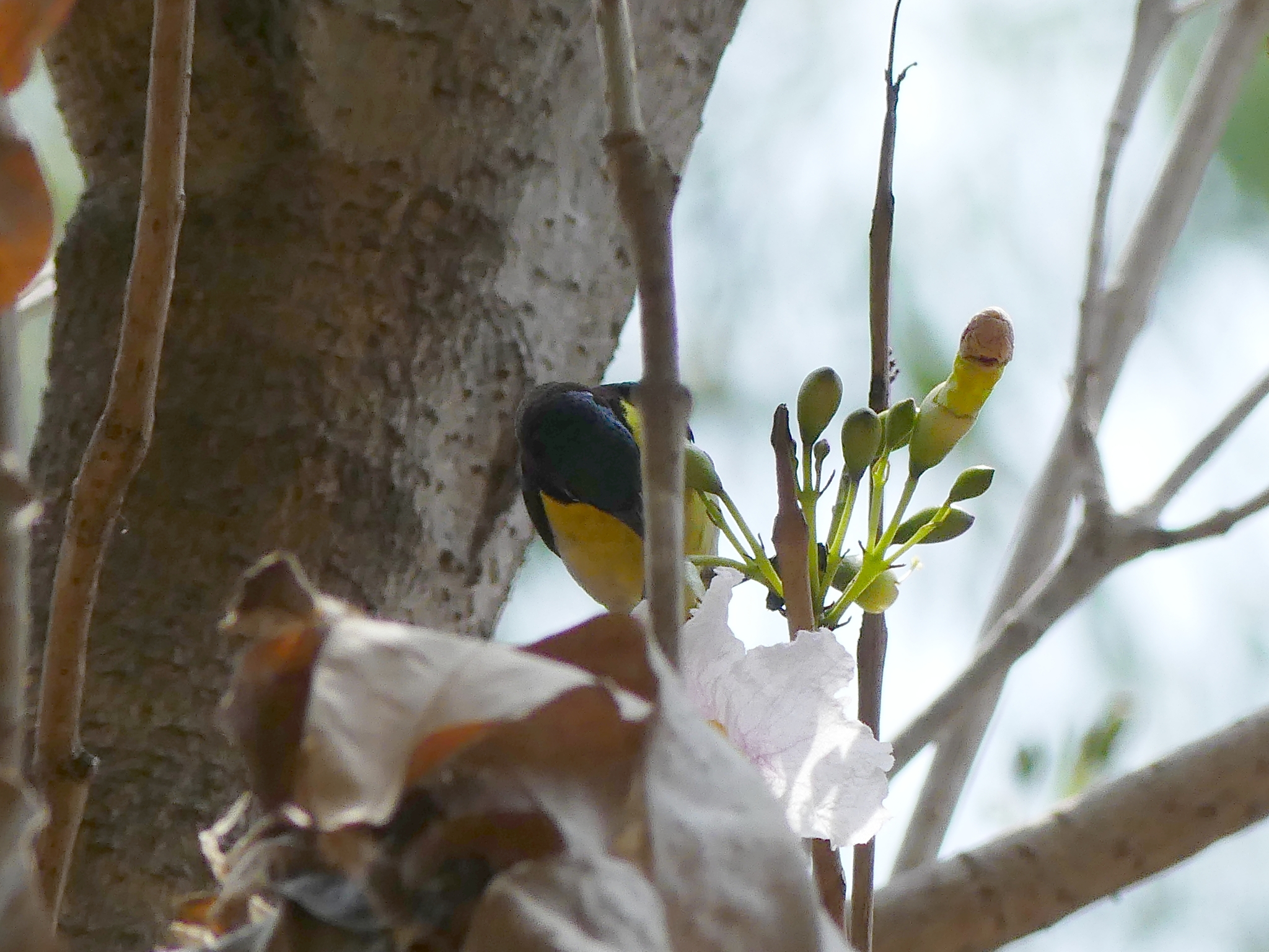 Purple-rumped Sunbird