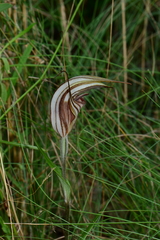 Pterostylis coccina