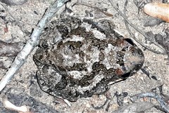 Tomopterna krugerensis