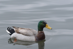 Anas platyrhynchos