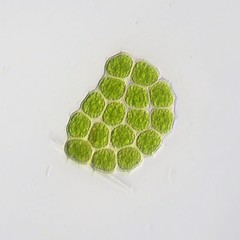 Pseudopediastrum integrum