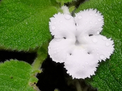 Episcia lilacina