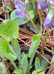 Viola collina