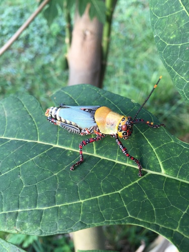 Variegated grasshopper
