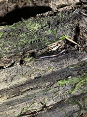 Spirobolellus antipodarus