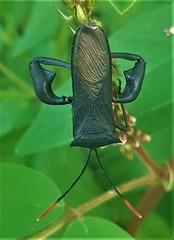 Anoplocnemis curvipes