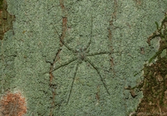 Tamopsis tweedensis