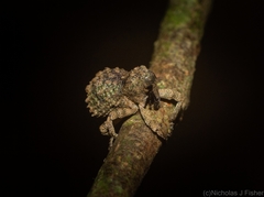 Tychreus sellatus
