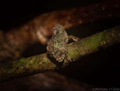 Tychreus sellatus