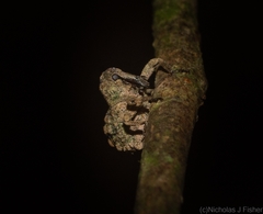 Tychreus sellatus