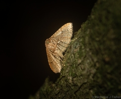 Addaea subtessellata